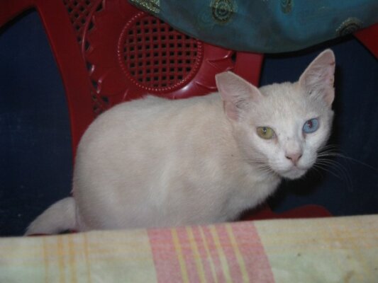 Hunde und Katzen in Indien - 