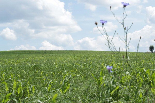 Nebenan ein Bio-Maisfeld - 