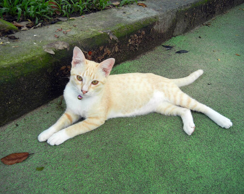 Hunde und Katzen in Thailand - 