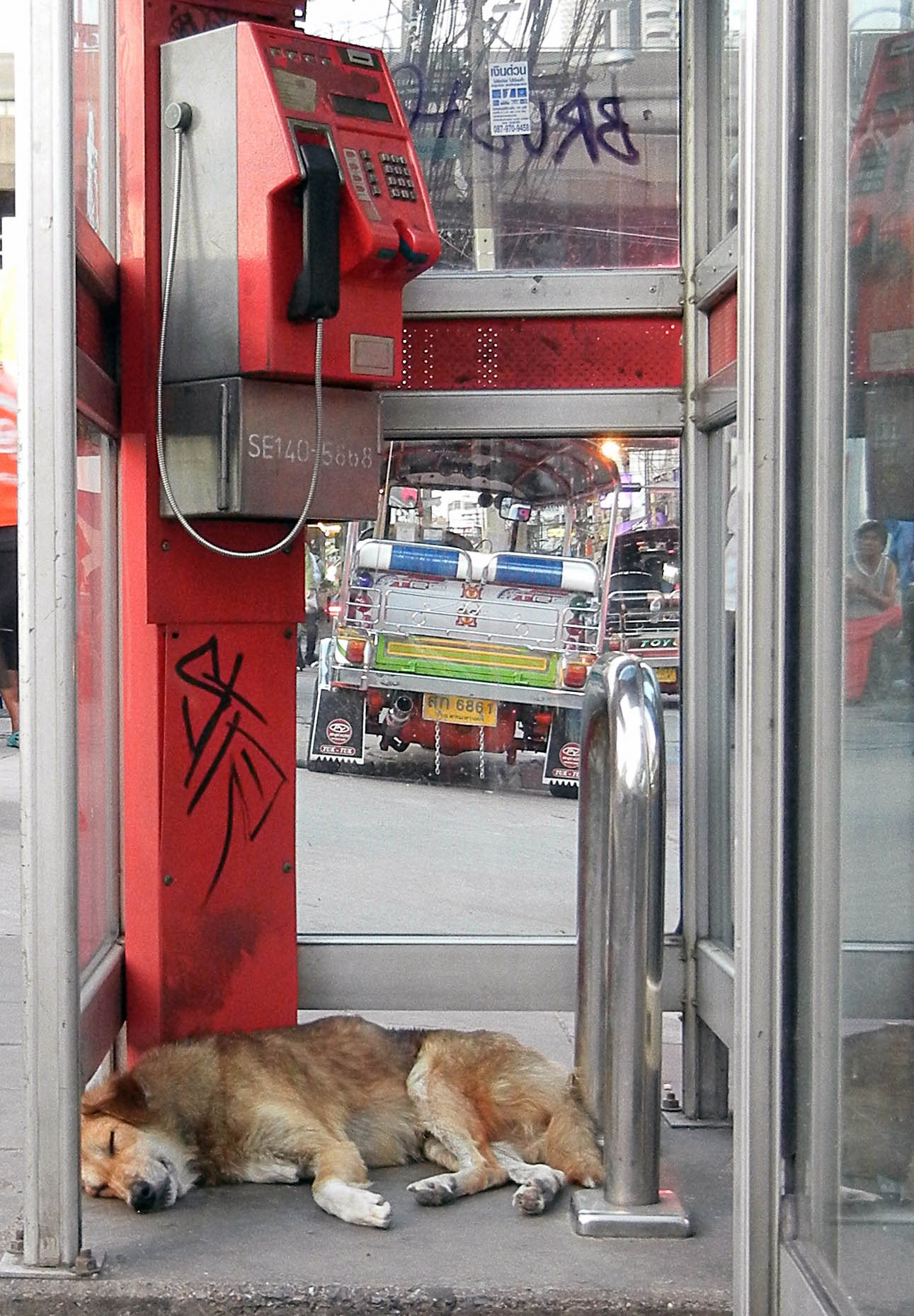 Hund in Telefonzelle