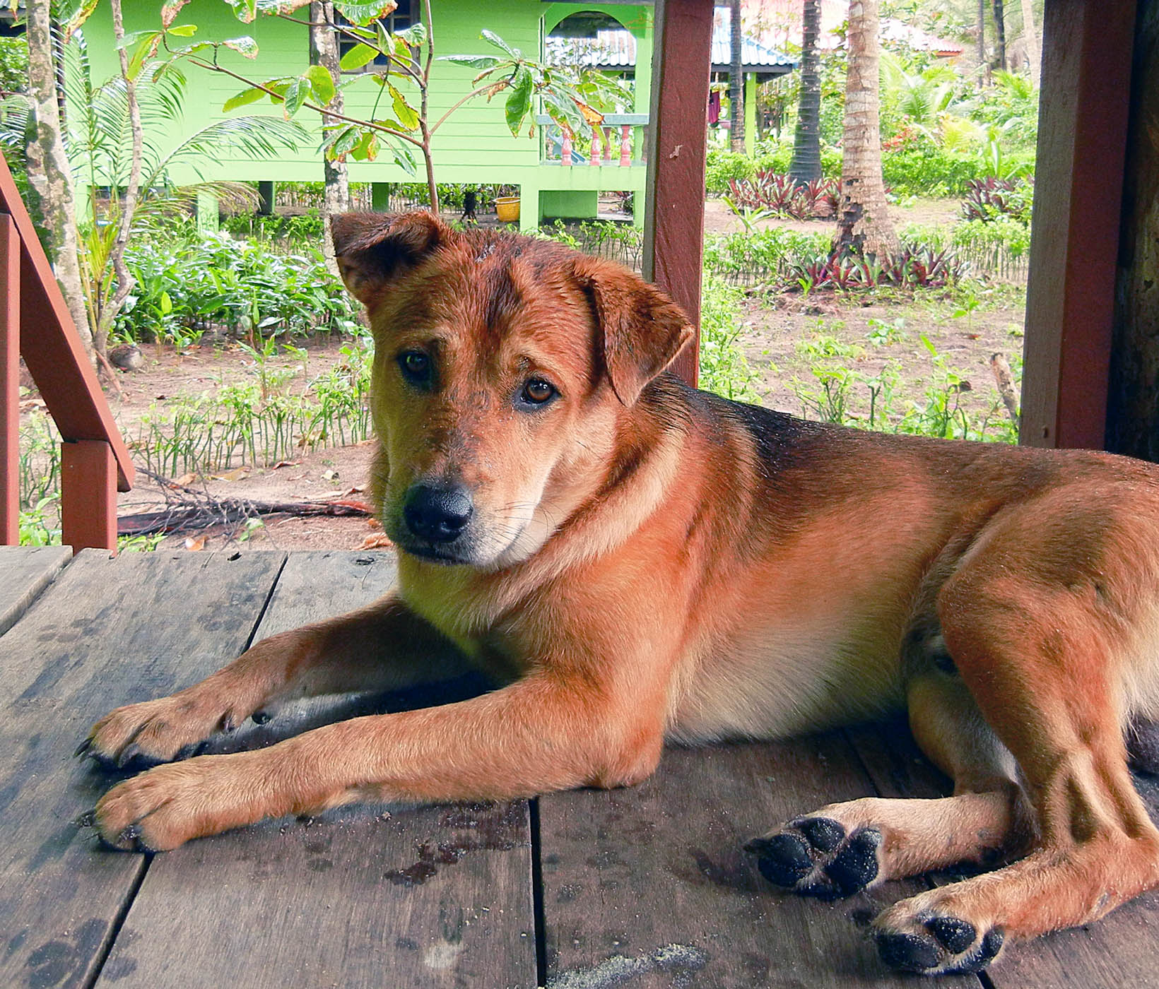 Hund an Orlaubsort in Thailand