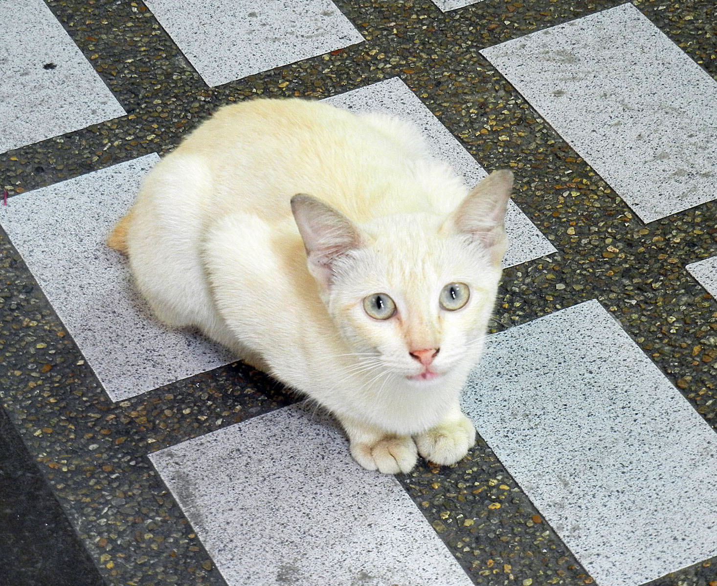 Weiße Katze in Thailand