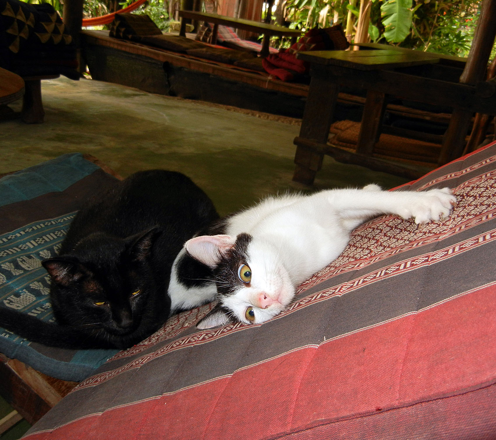 Restaurantkatzen in Thailand
