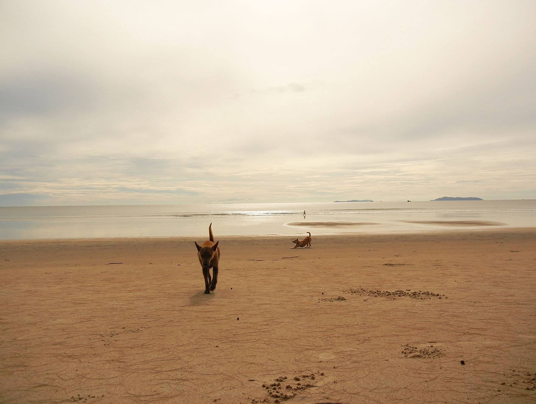 Strandhunde in Thailand