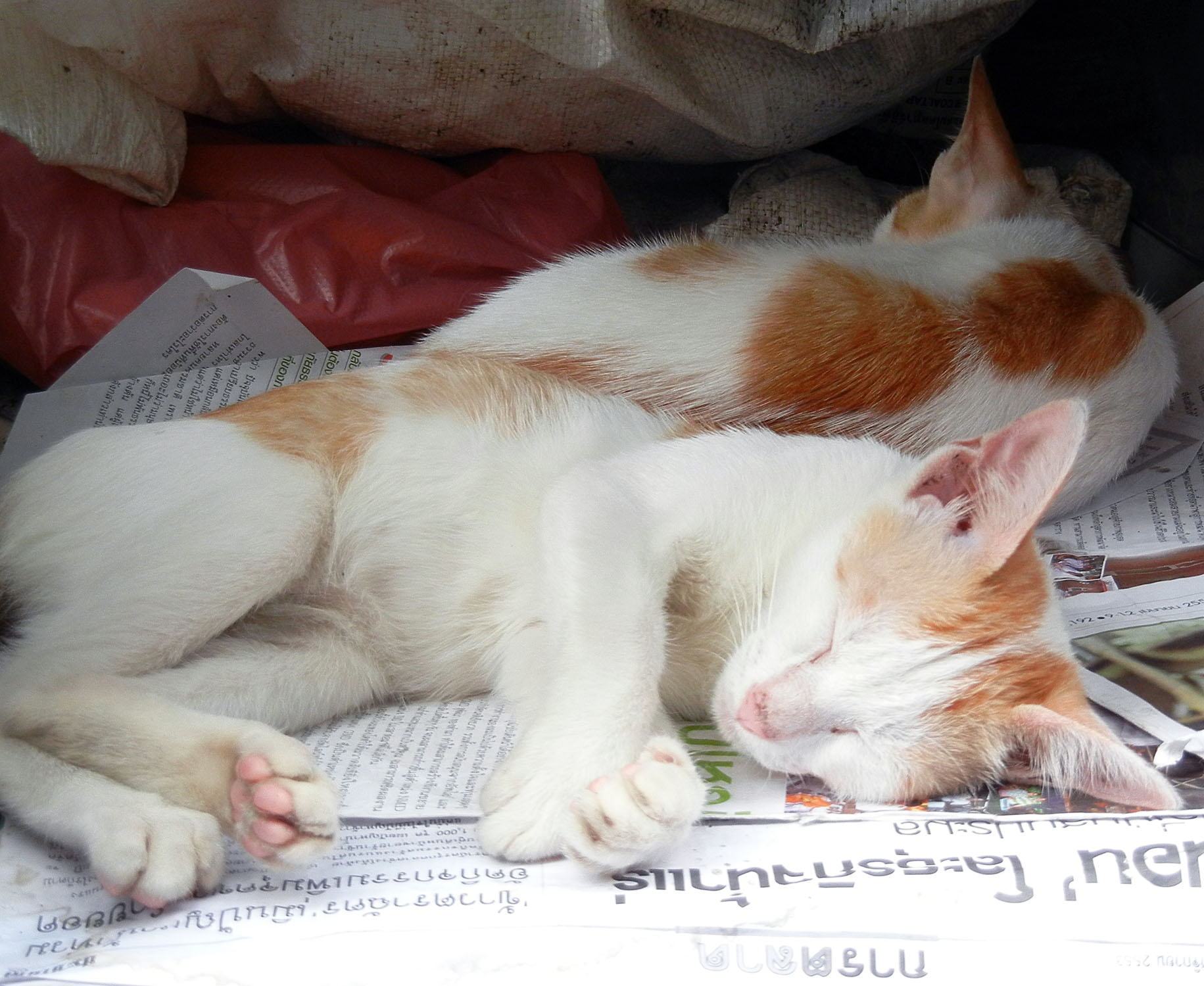 Thailaendische Katzen